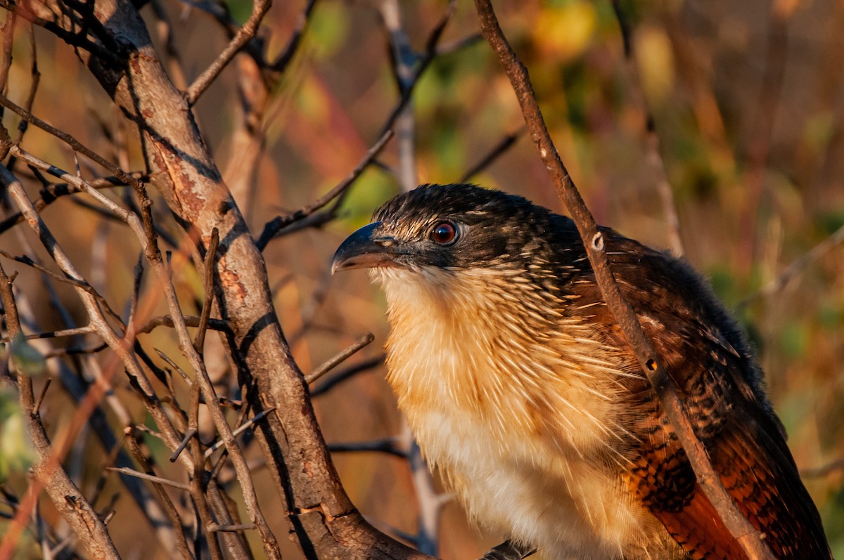 Coucal à sourcils blancs (burchellii/fasciipygialis) - ML619063736