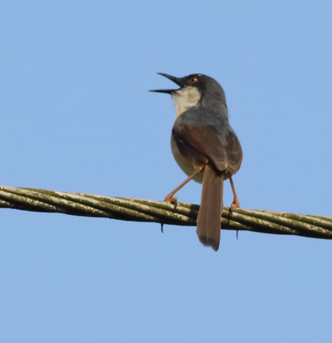 Ashy Prinia - Savio Fonseca (www.avocet-peregrine.com)