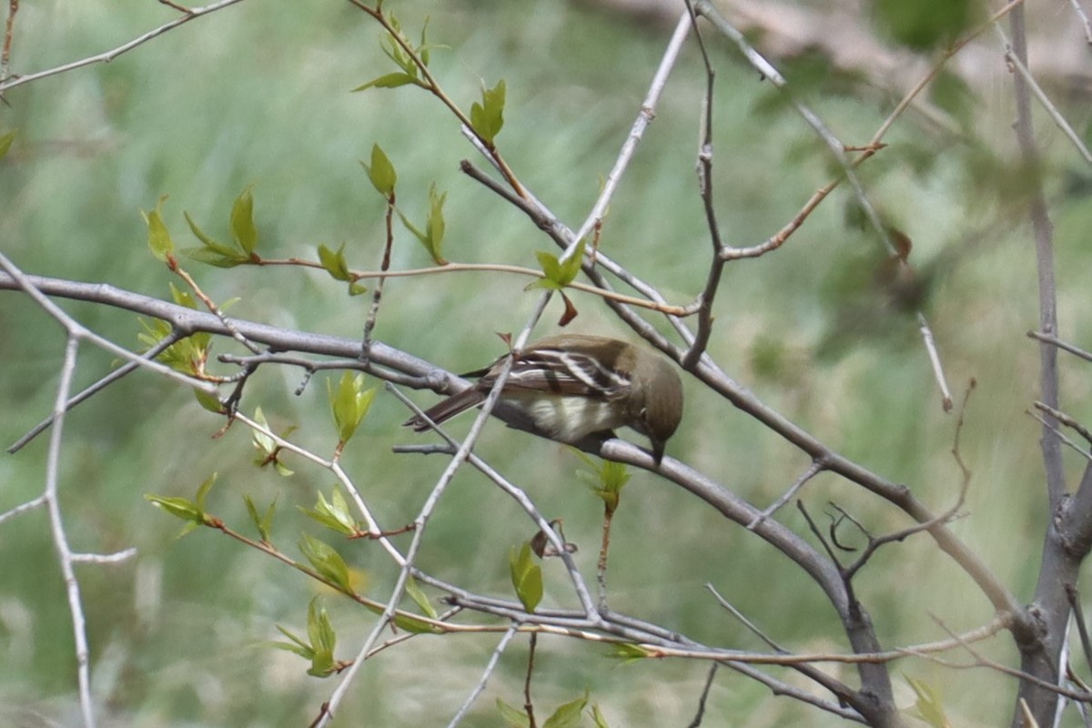 Least Flycatcher - Kathy Mihm Dunning