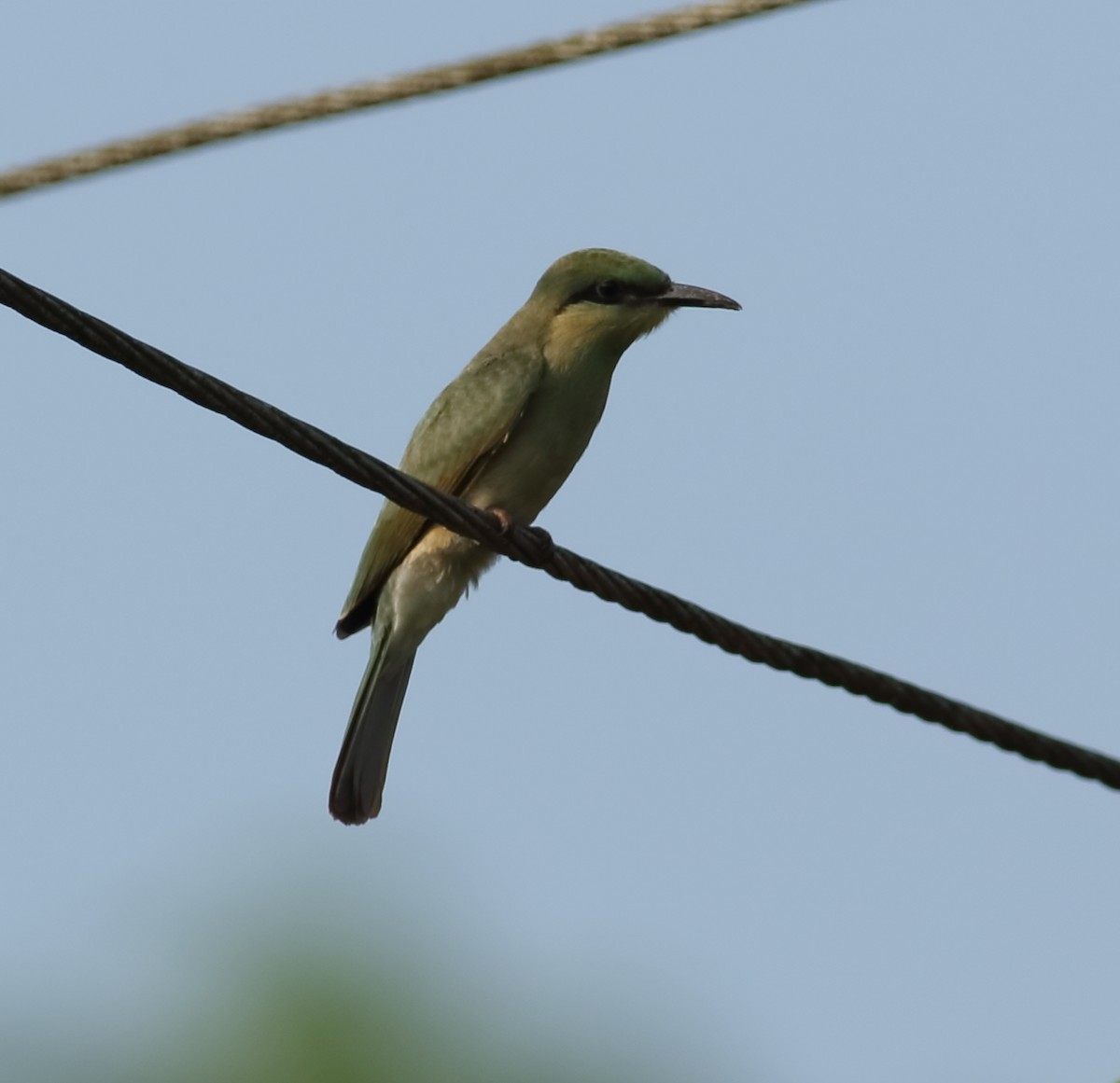 Asian Green Bee-eater - Savio Fonseca (www.avocet-peregrine.com)