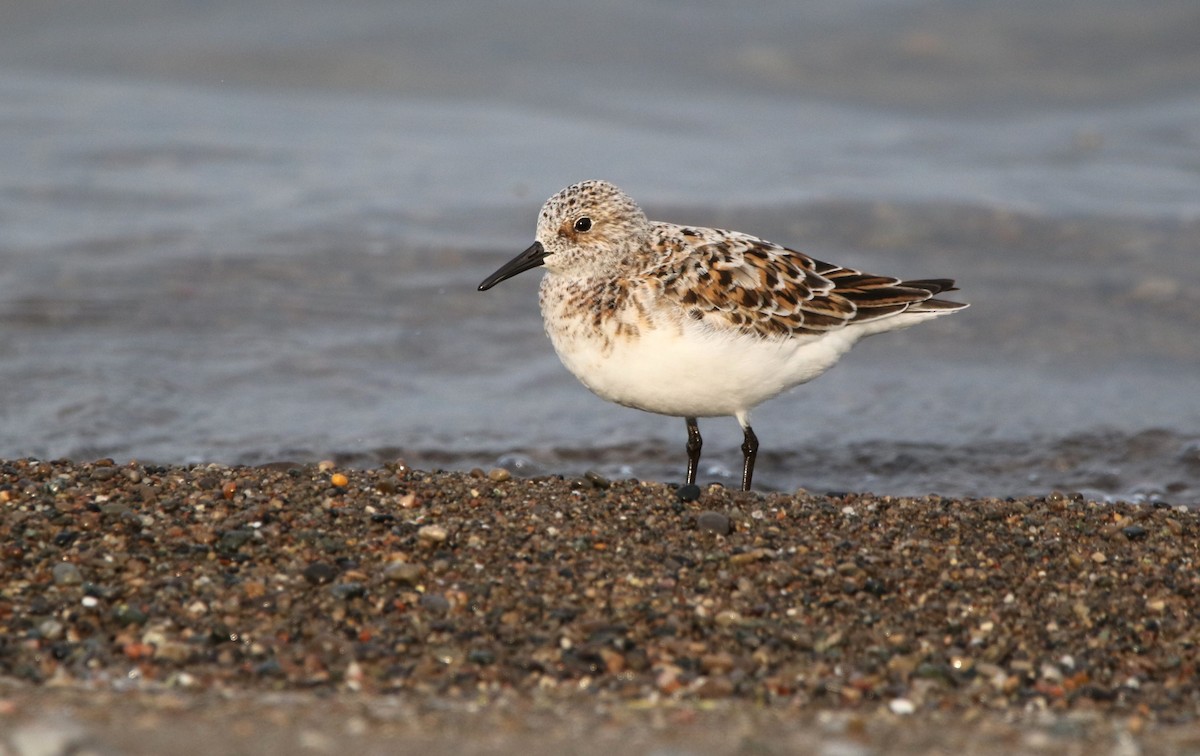 Bécasseau sanderling - ML619063751