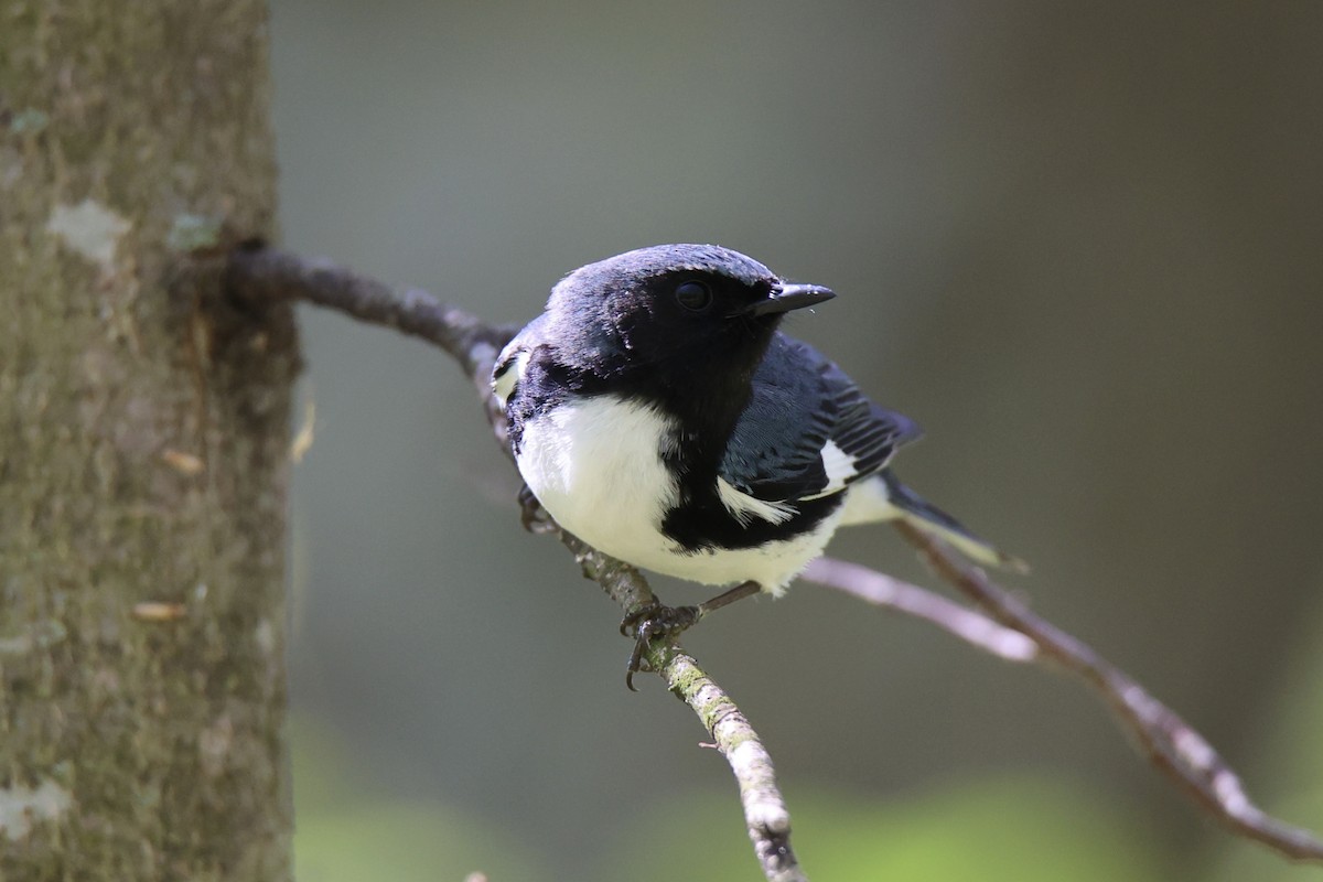 Black-throated Blue Warbler - Tom Gough