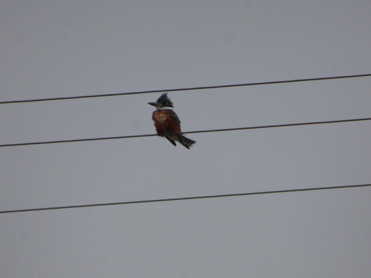 Ringed Kingfisher - ML619063765