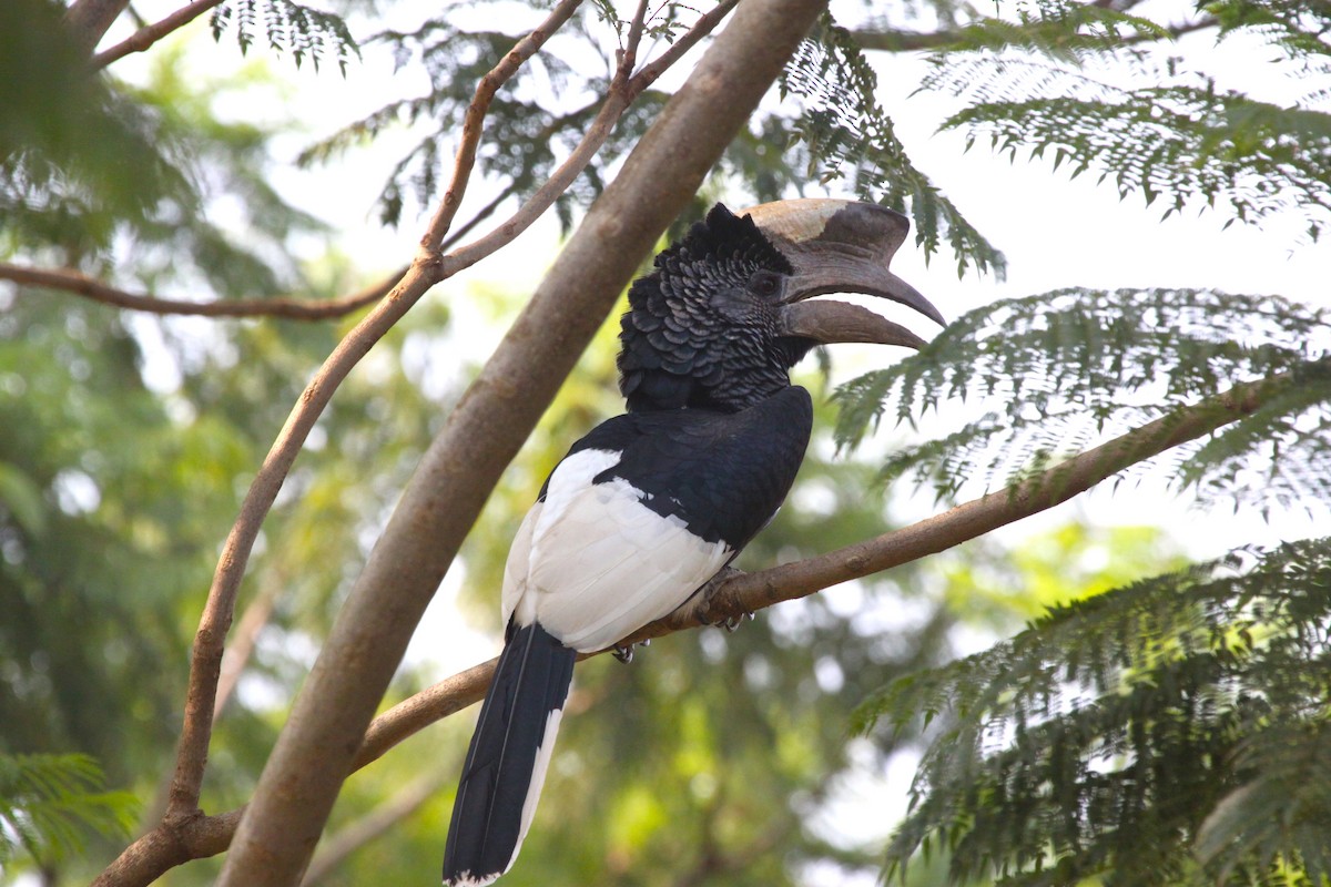 Black-and-white-casqued Hornbill - ML619063778