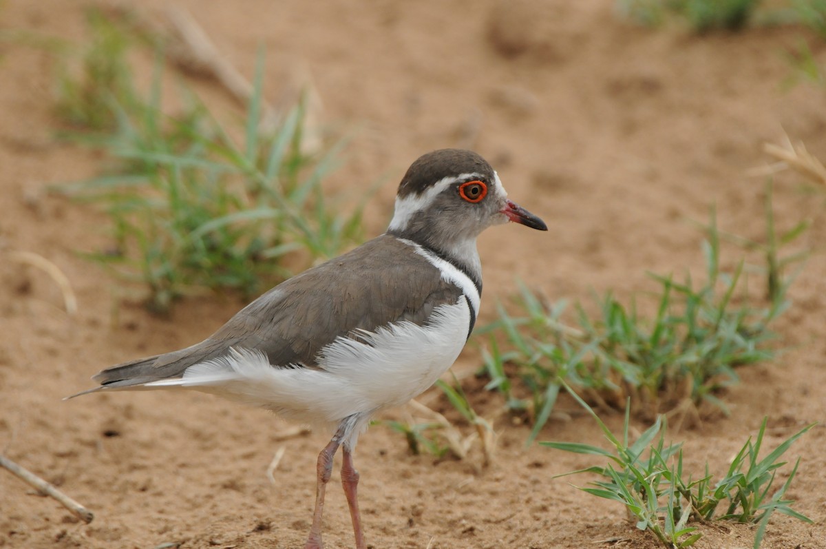 Three-banded Plover - Dominic More O’Ferrall