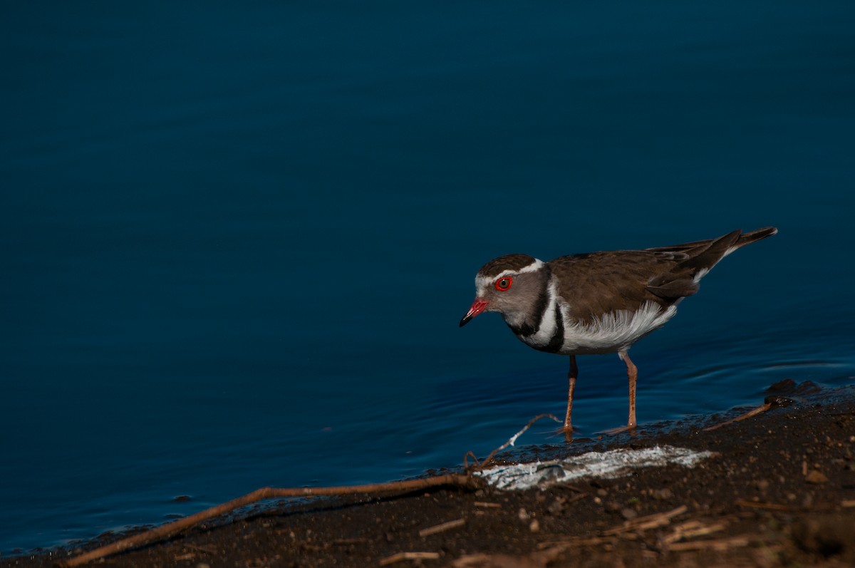 Three-banded Plover - Dominic More O’Ferrall