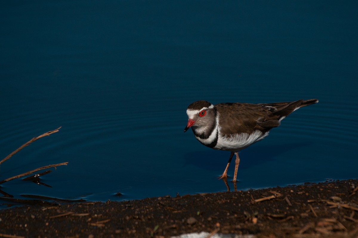 Three-banded Plover - Dominic More O’Ferrall
