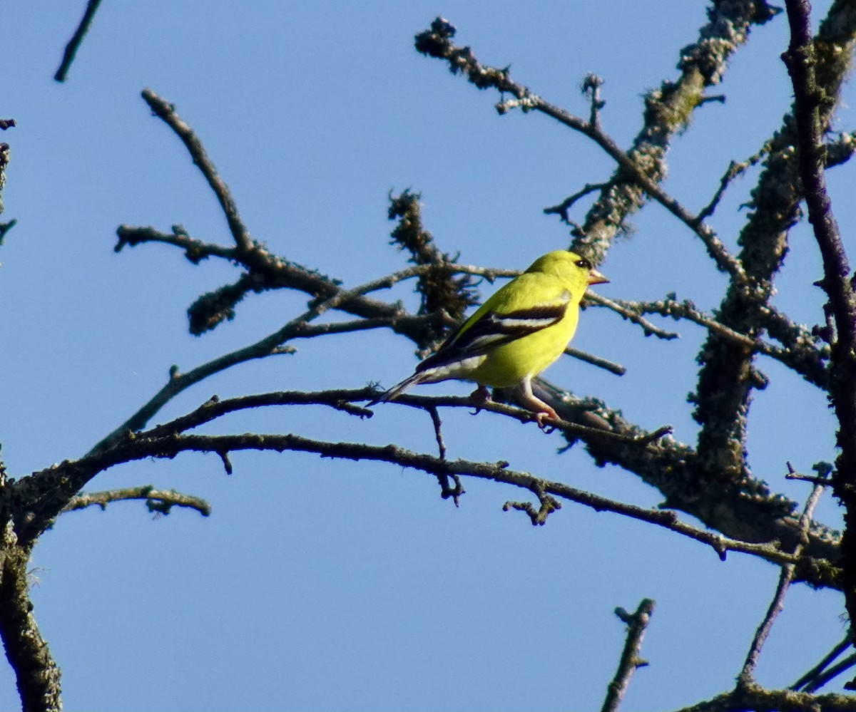 American Goldfinch - Joe Sugrue