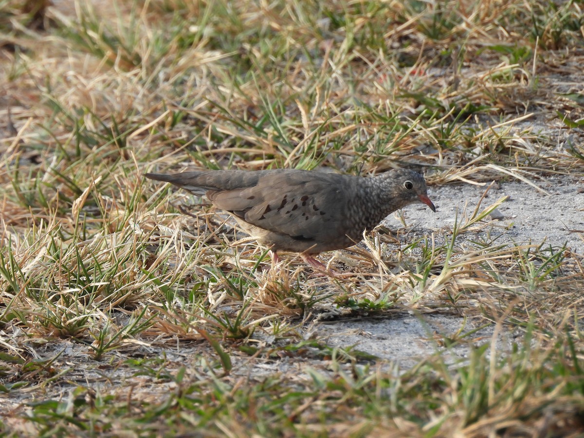 Common Ground Dove - Charles Trent