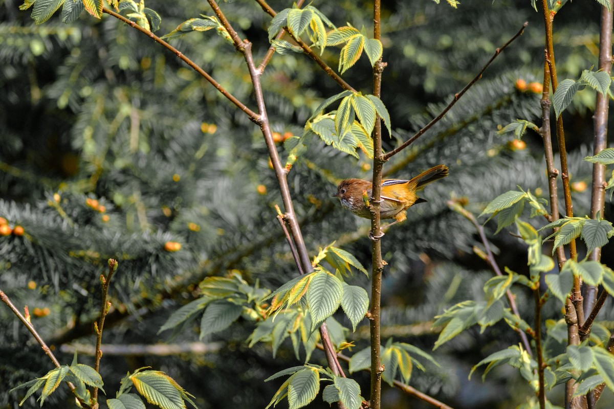 rododendronfulvetta - ML619063815