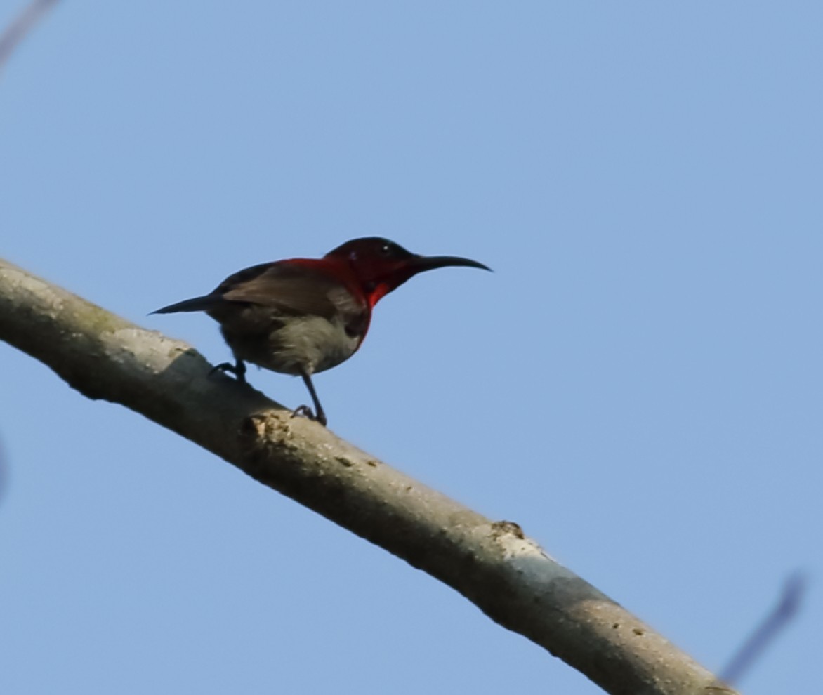 Graubauch-Nektarvogel - ML619063821