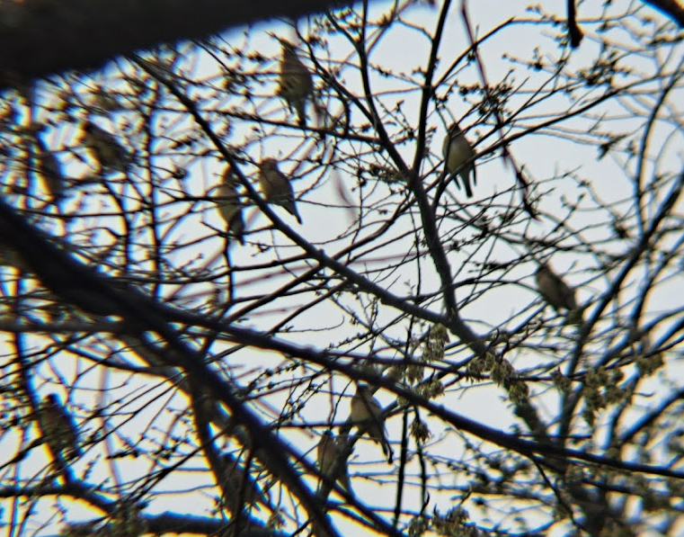 Cedar Waxwing - Pierre Hendricks