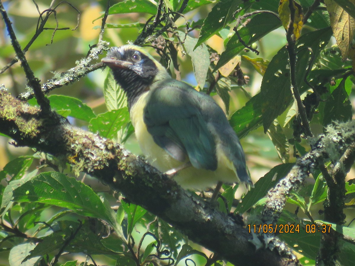 Black-chested Jay - Juan Carlos Linero González