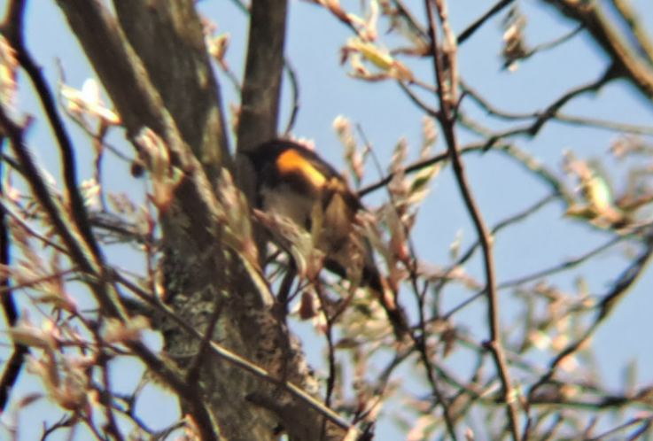 American Redstart - Pierre Hendricks