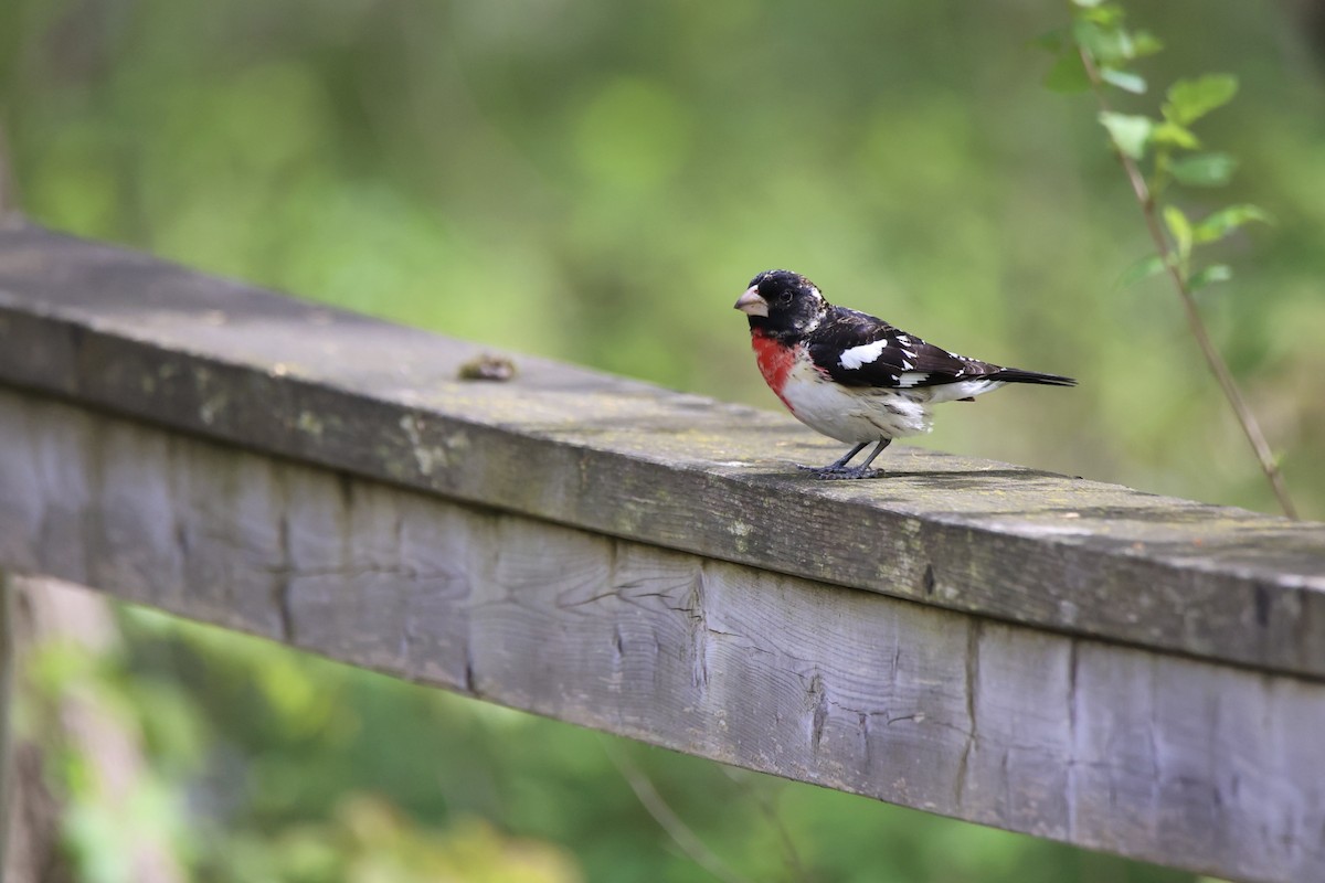 Rose-breasted Grosbeak - Tom Gough