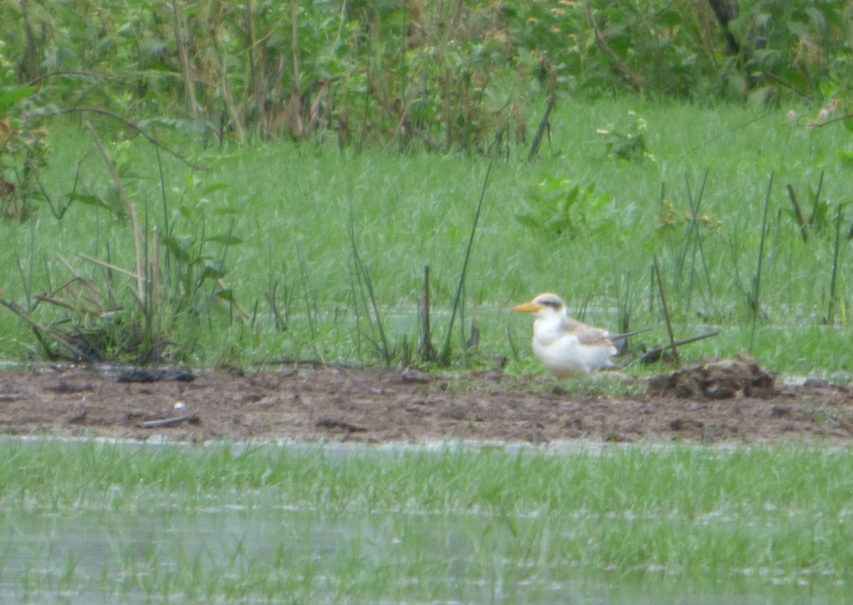 Large-billed Tern - ML619063838