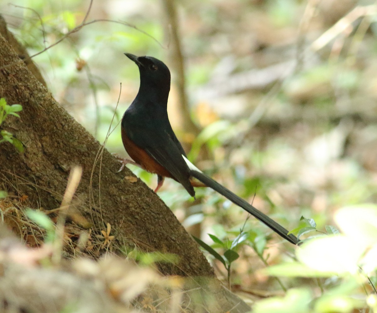 White-rumped Shama - Savio Fonseca (www.avocet-peregrine.com)