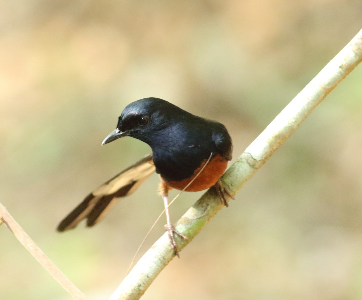 White-rumped Shama - Savio Fonseca (www.avocet-peregrine.com)