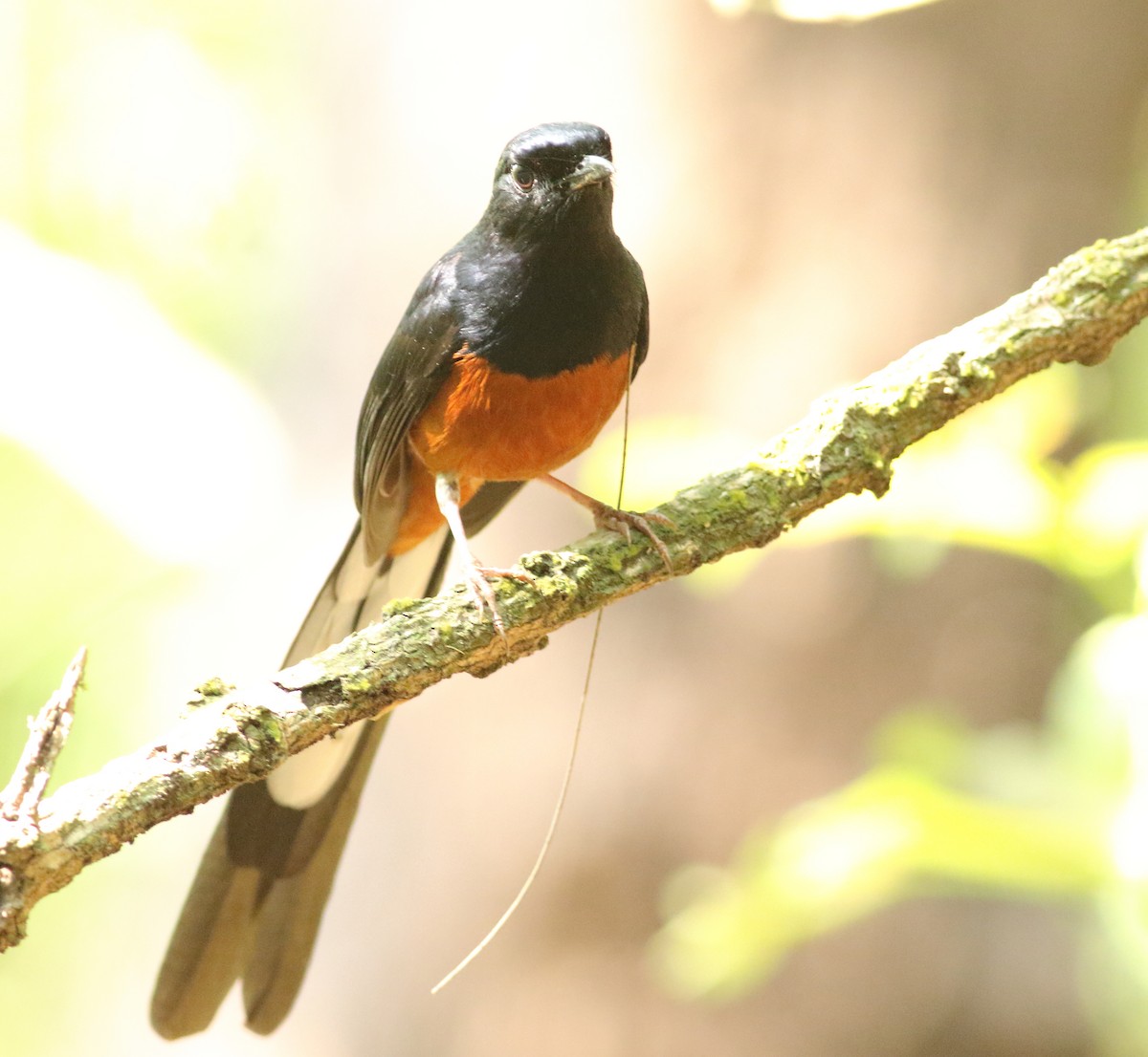 White-rumped Shama - Savio Fonseca (www.avocet-peregrine.com)