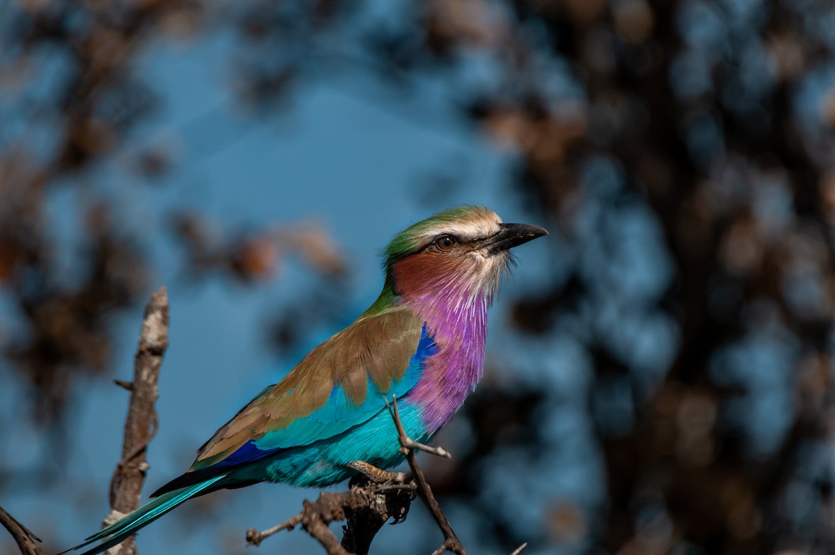 Lilac-breasted Roller - Dominic More O’Ferrall