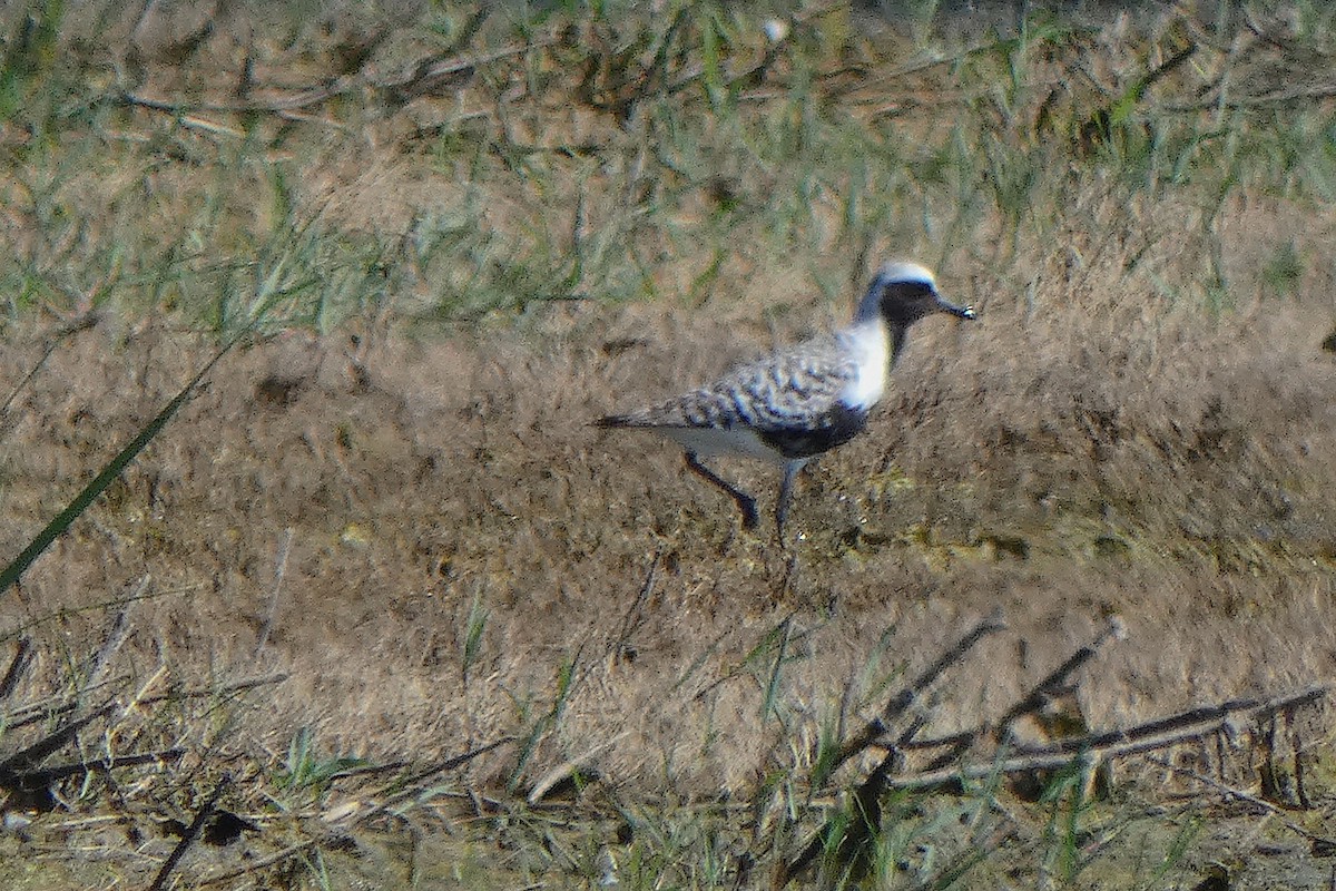 Black-bellied Plover - ML619063862