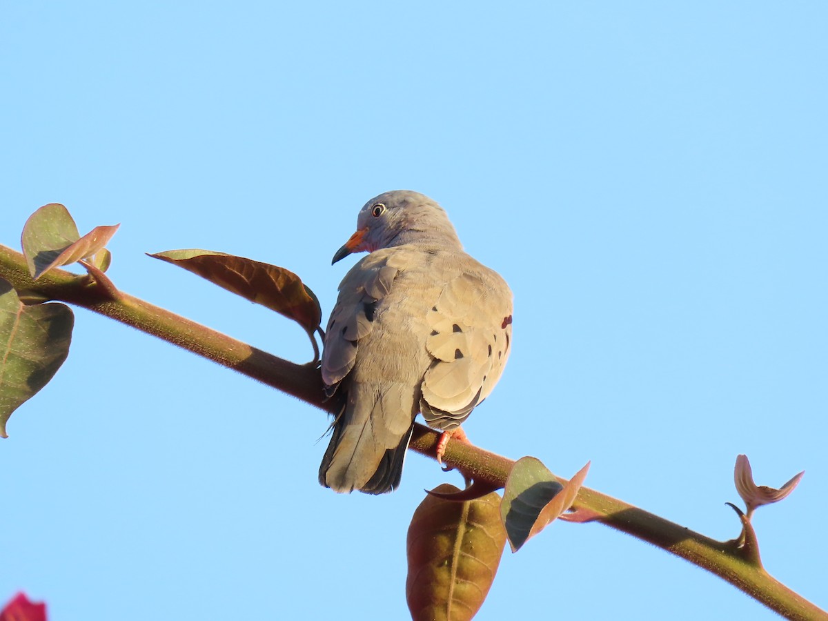 Croaking Ground Dove - Hipólita Paniagua Chambe