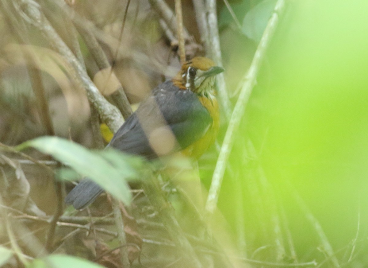 Orange-headed Thrush - Savio Fonseca (www.avocet-peregrine.com)