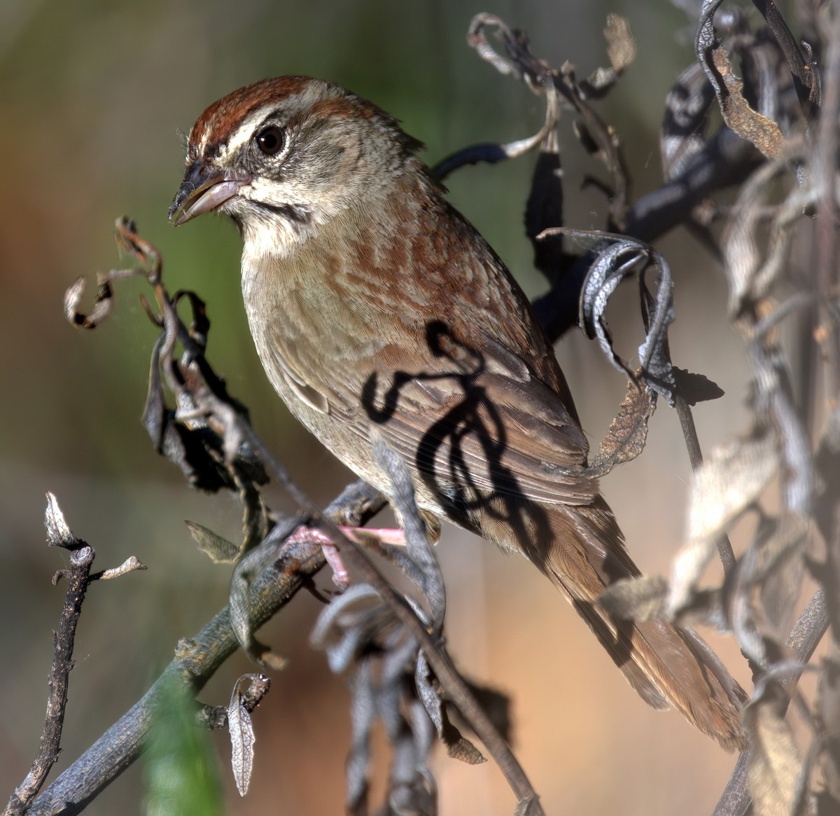 Rufous-crowned Sparrow - Richard Brown
