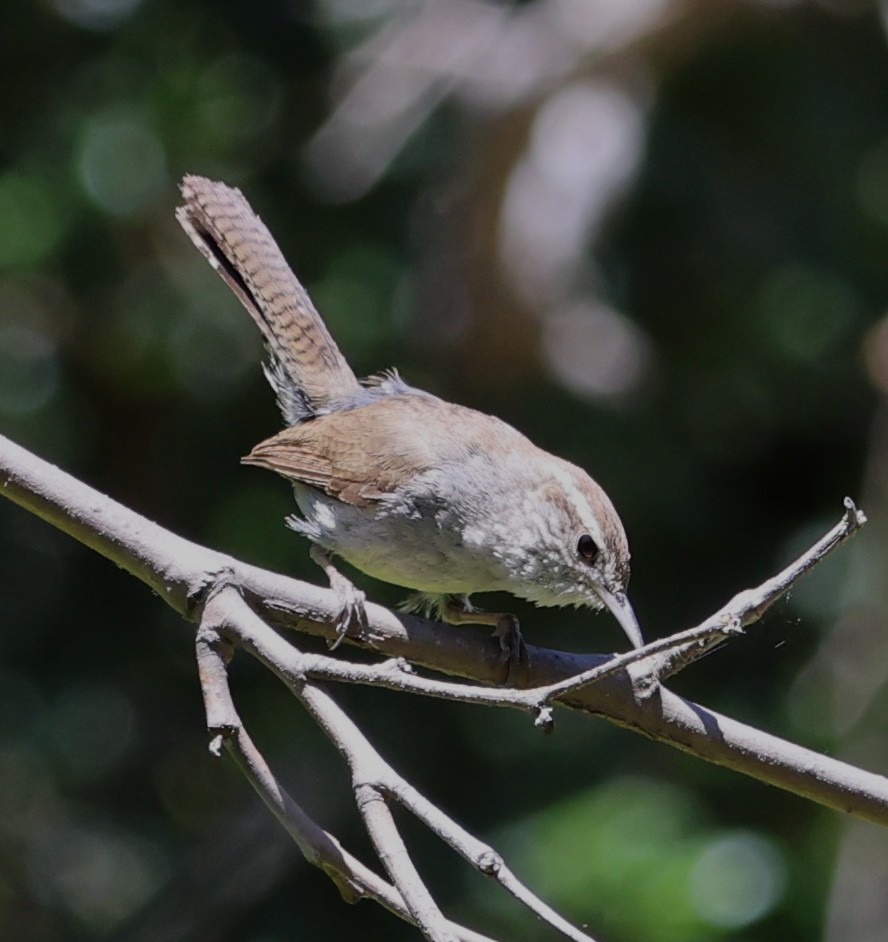 Bewick's Wren - Diane Etchison