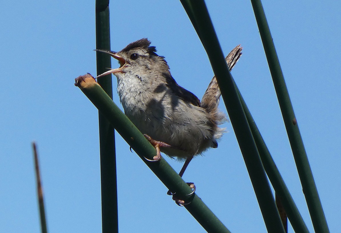 Marsh Wren - ML619063919