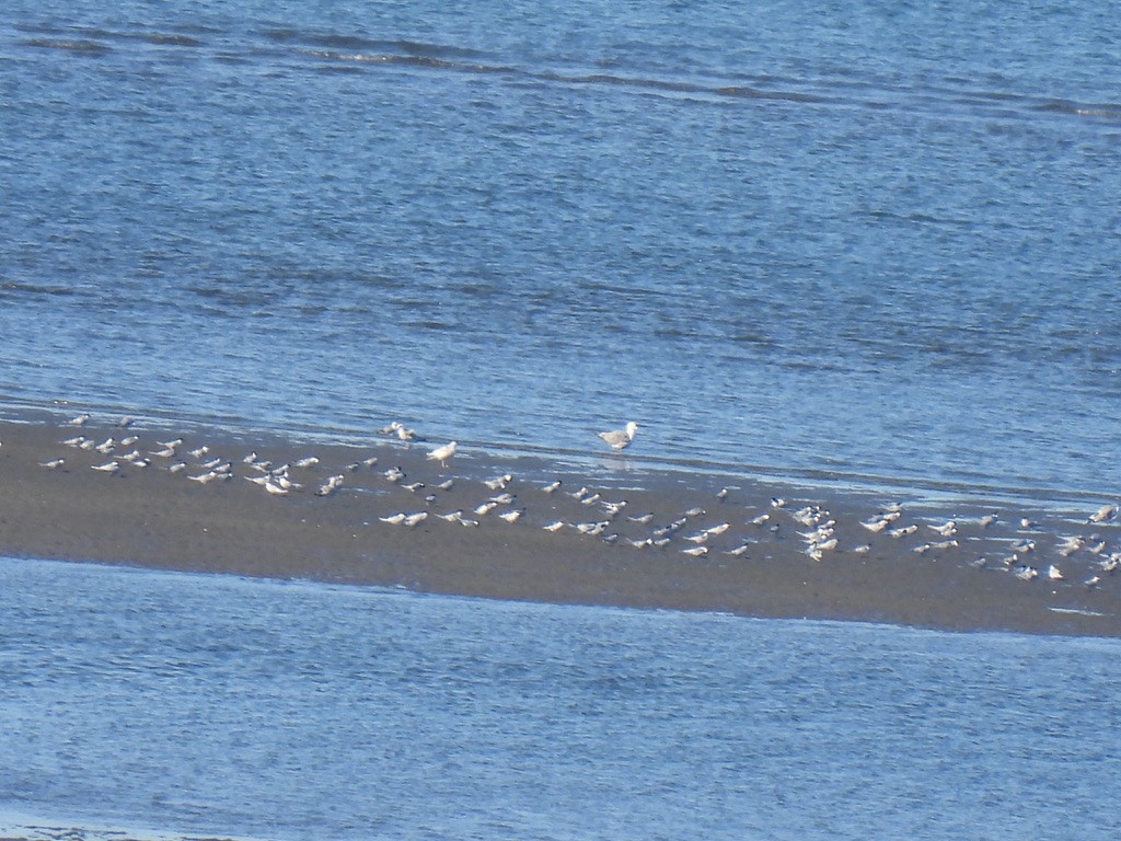 Common Tern - ML619063922