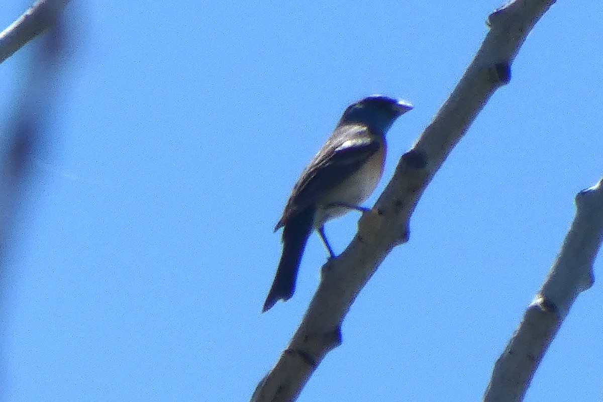 Lazuli Bunting - ML619063925