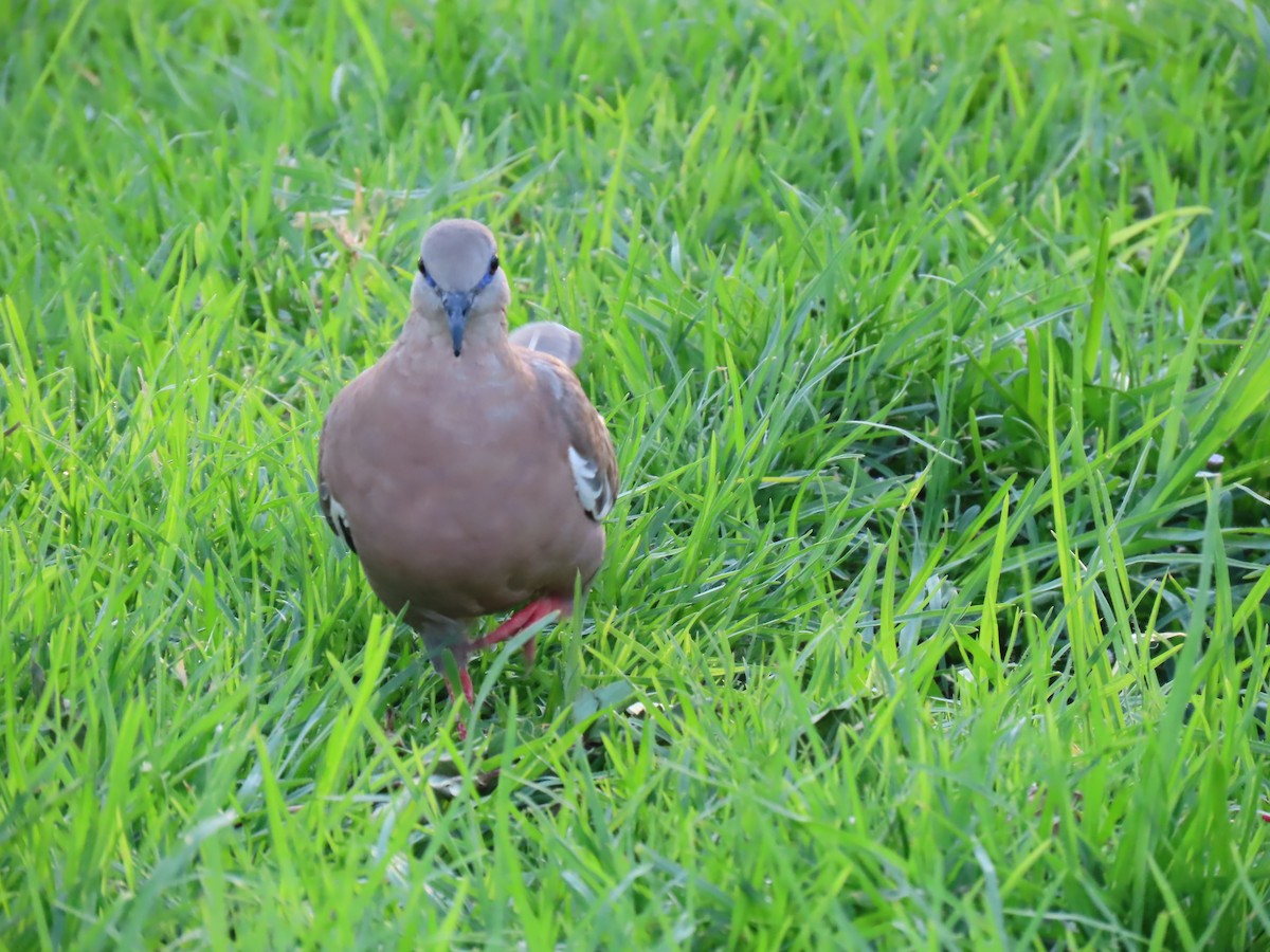 West Peruvian Dove - ML619063926