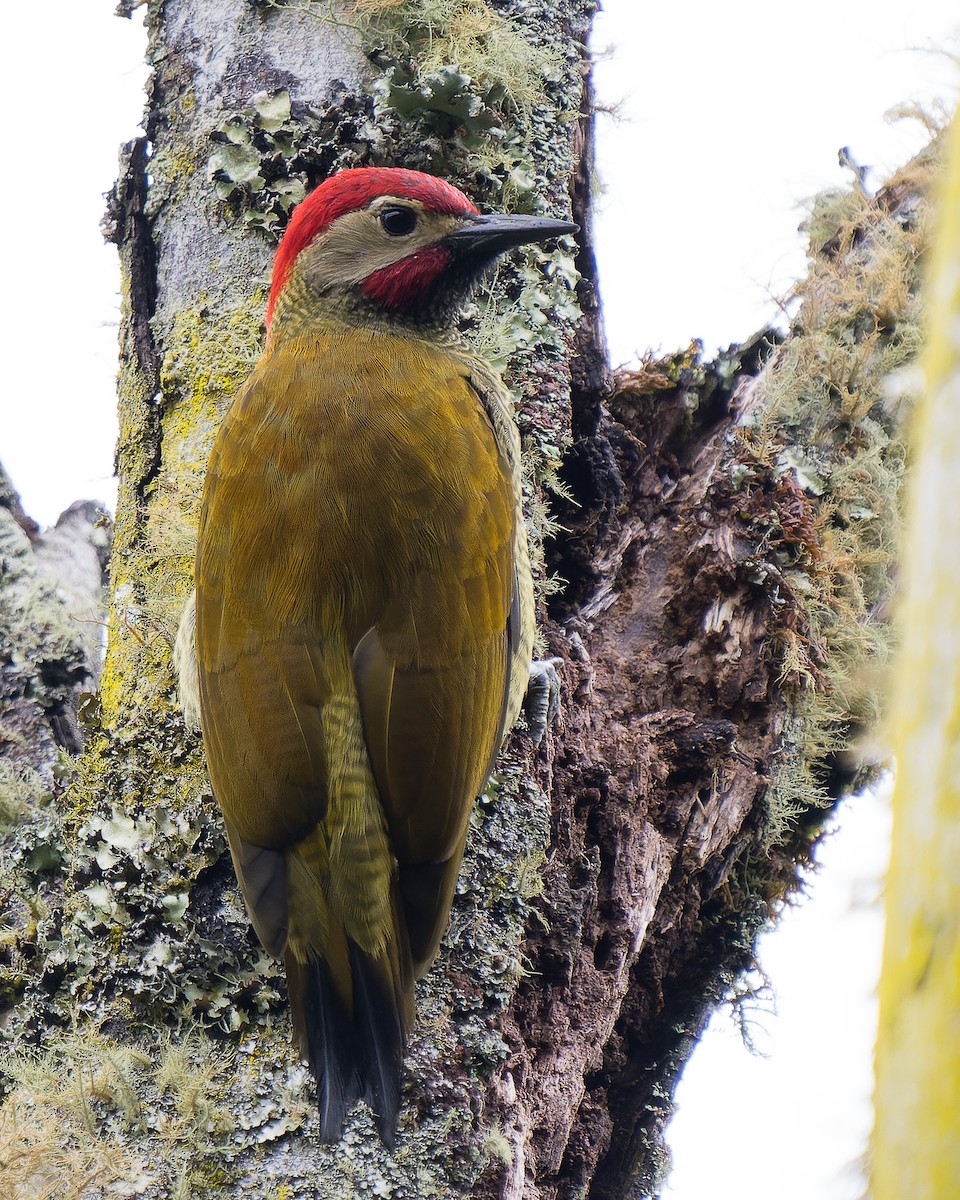 Golden-olive Woodpecker - Jairo Cadavid