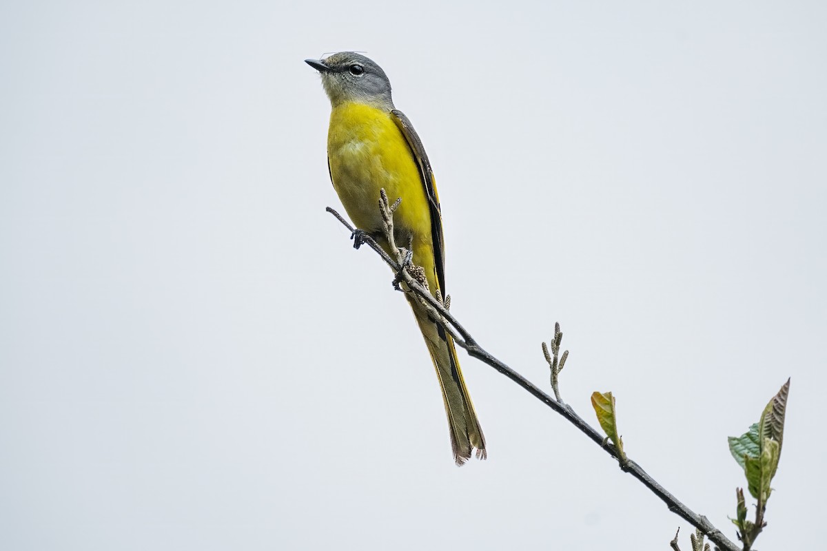 Long-tailed Minivet - Nara Jayaraman