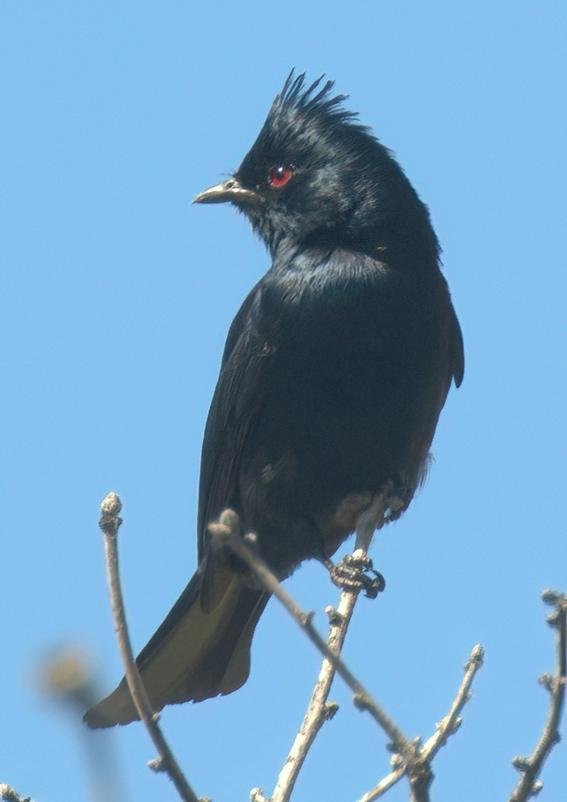 Phainopepla - Richard Brown