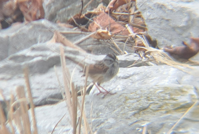 Swamp Sparrow - ML619063969