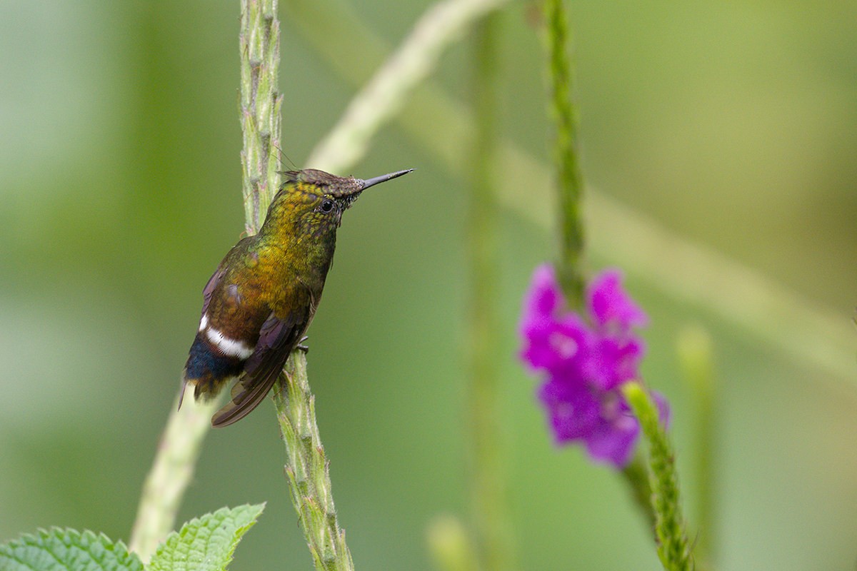 Wire-crested Thorntail - Jorge Luis Cruz Alcivar - Magic Birding Tours