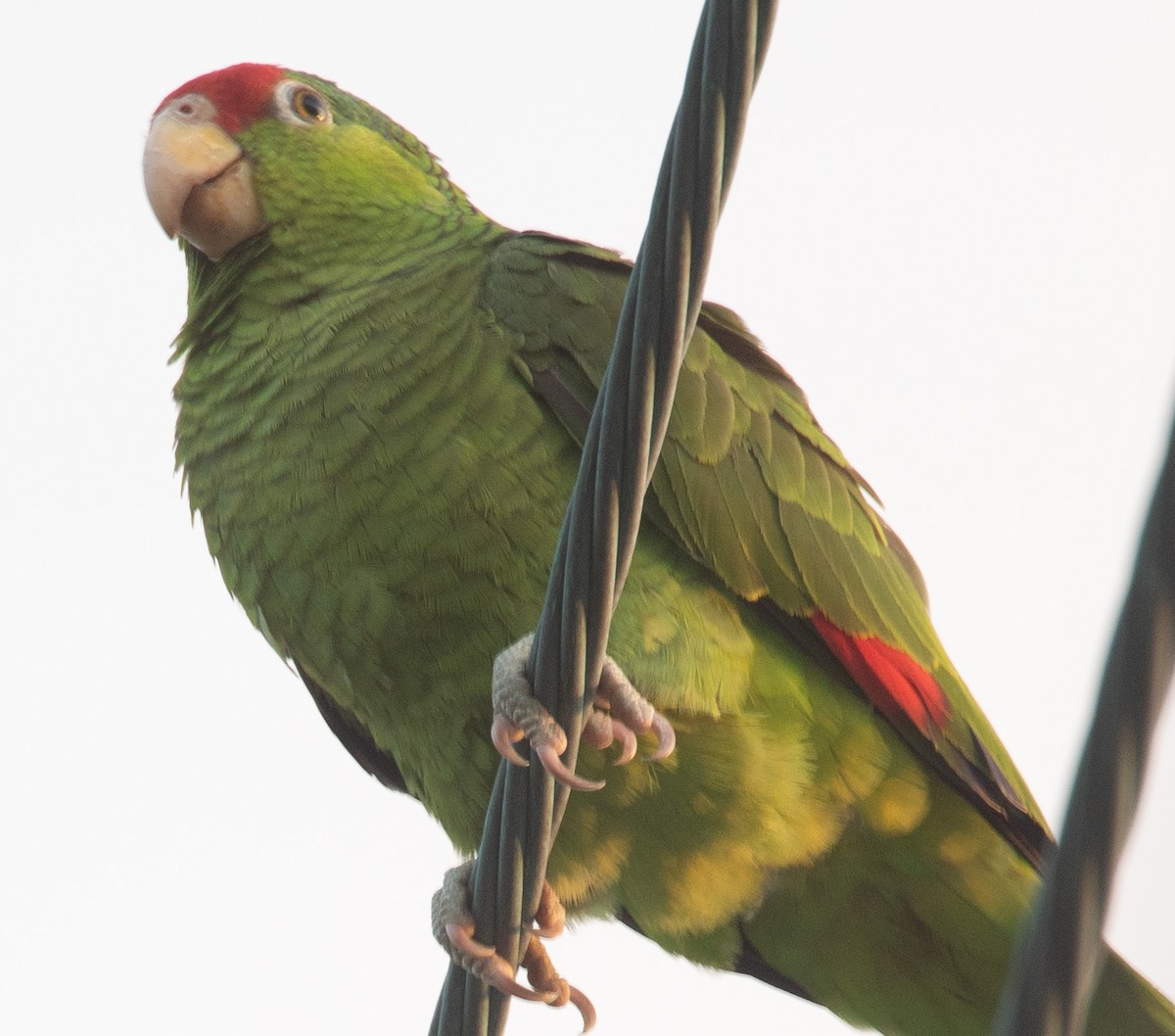 Red-crowned Parrot - Angie W