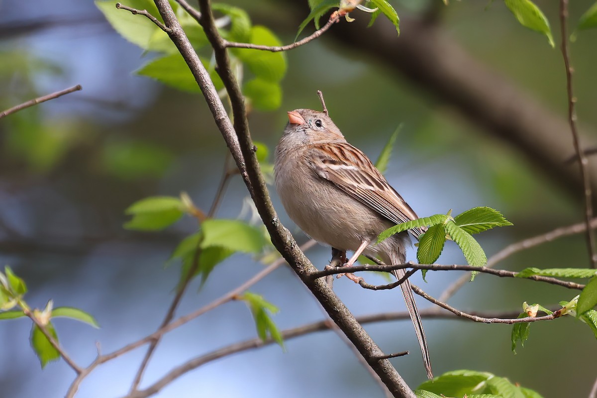 Field Sparrow - Garrett Lau