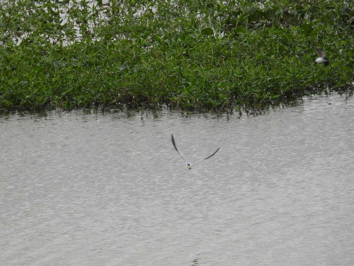 Mouette à tête grise - ML619063981