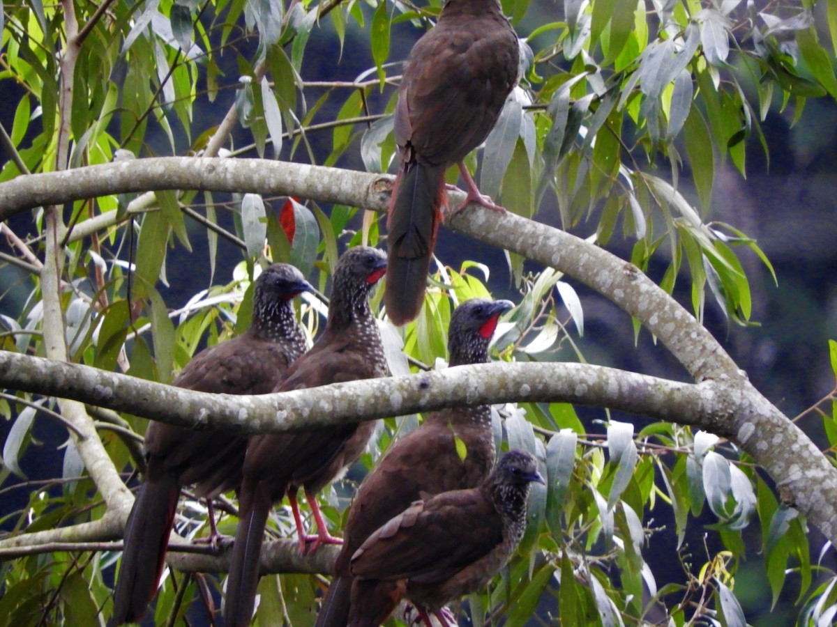 Speckled Chachalaca - Walter Diaz