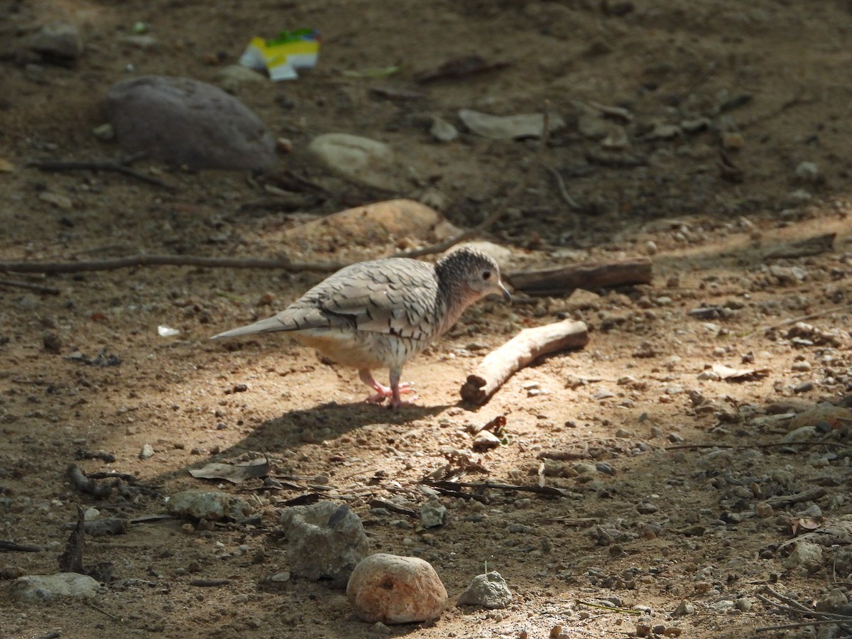 Scaled Dove - Jose Fernando Sanchez O.