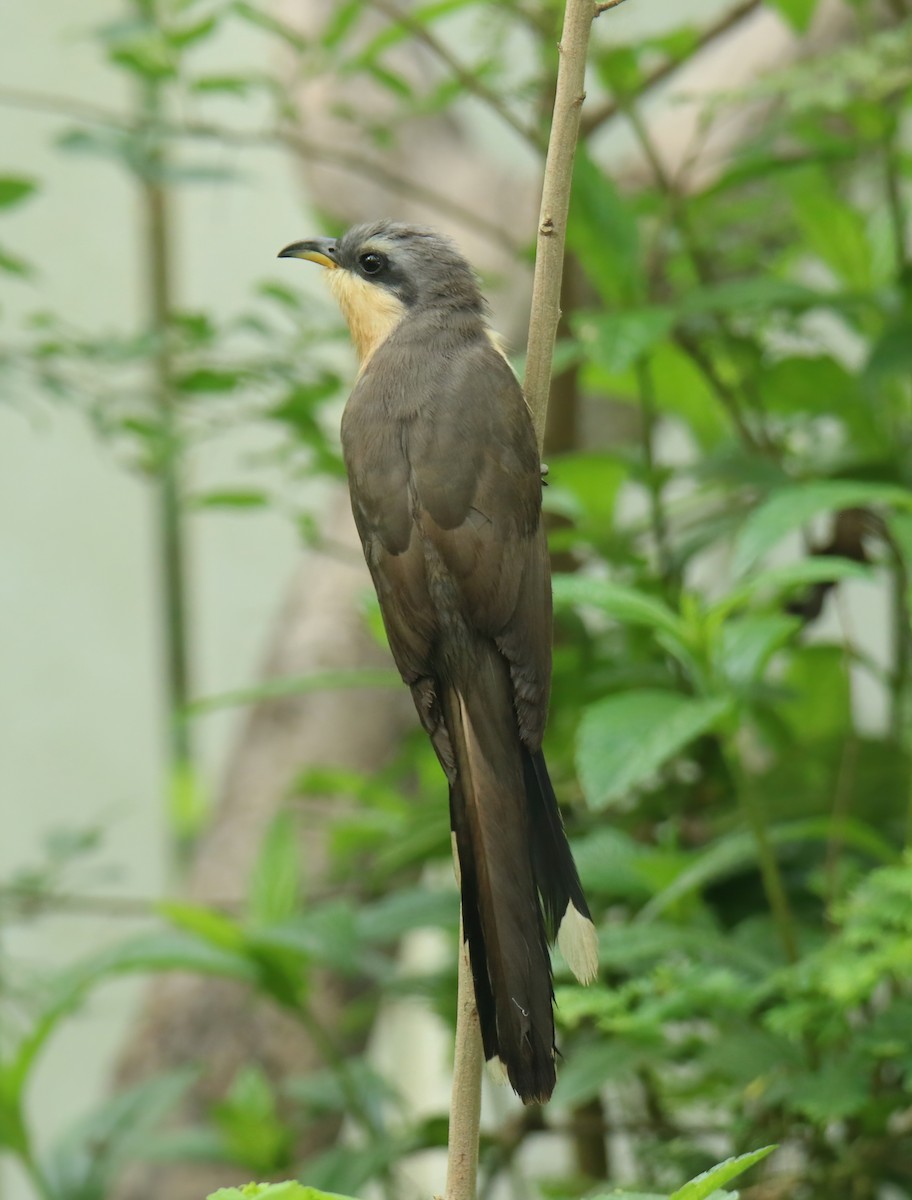 Mangrove Cuckoo - Sheryl Travis