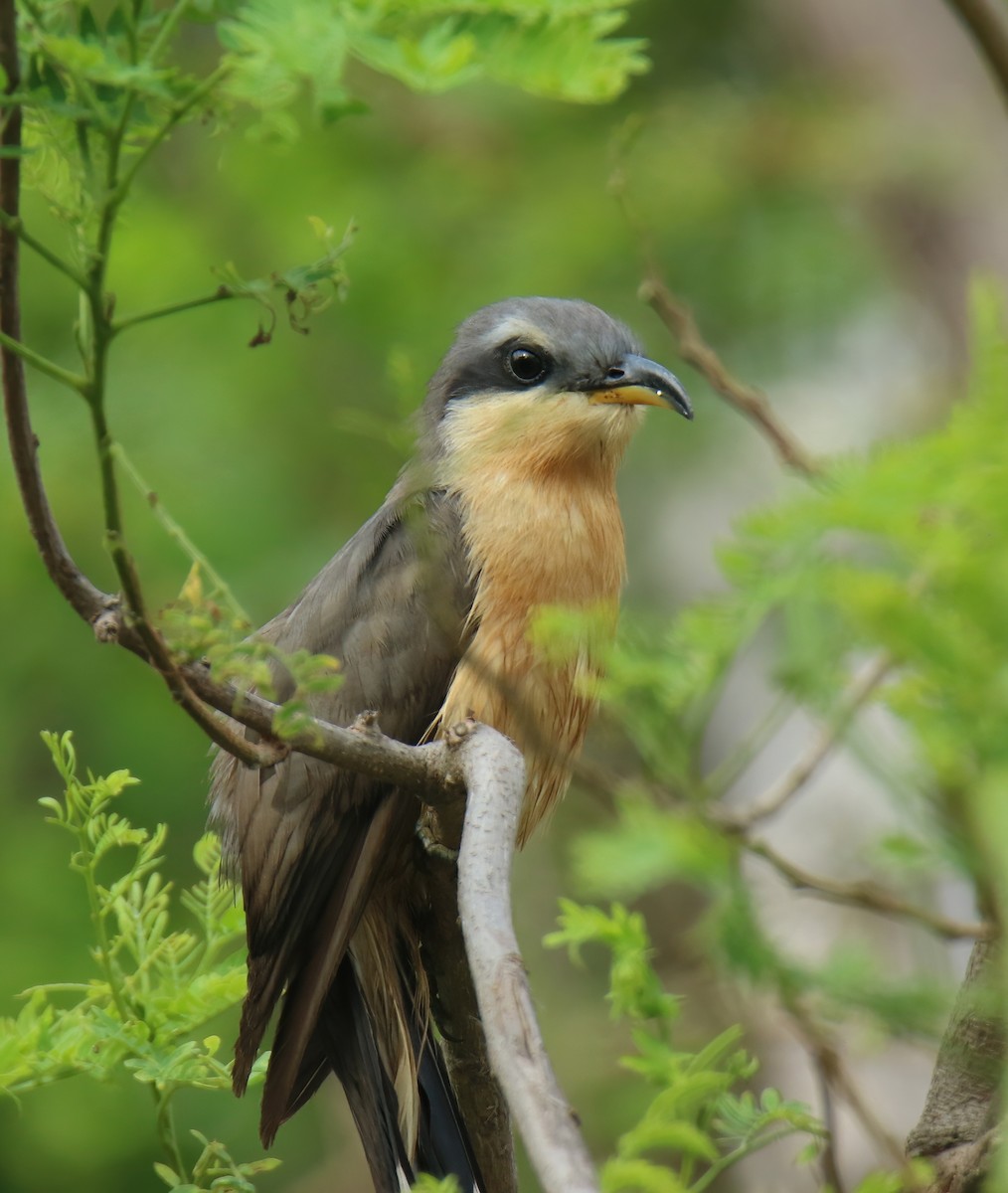 Mangrove Cuckoo - ML619063990