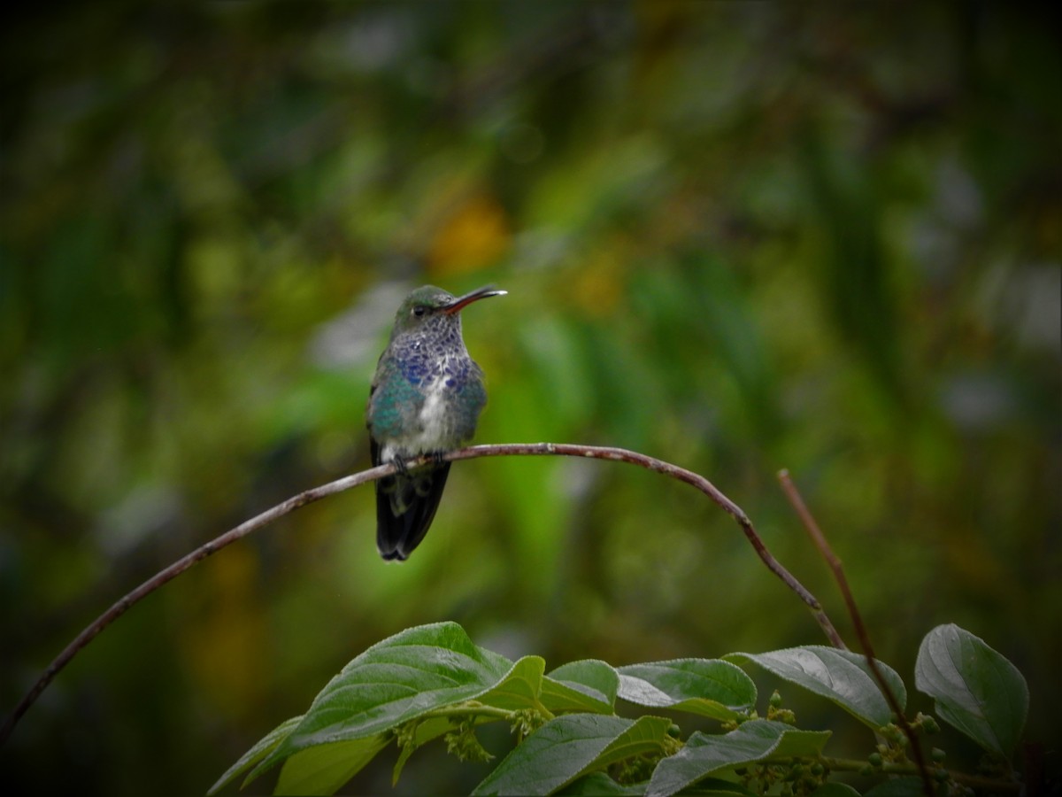 Sapphire-spangled Emerald - Walter Diaz