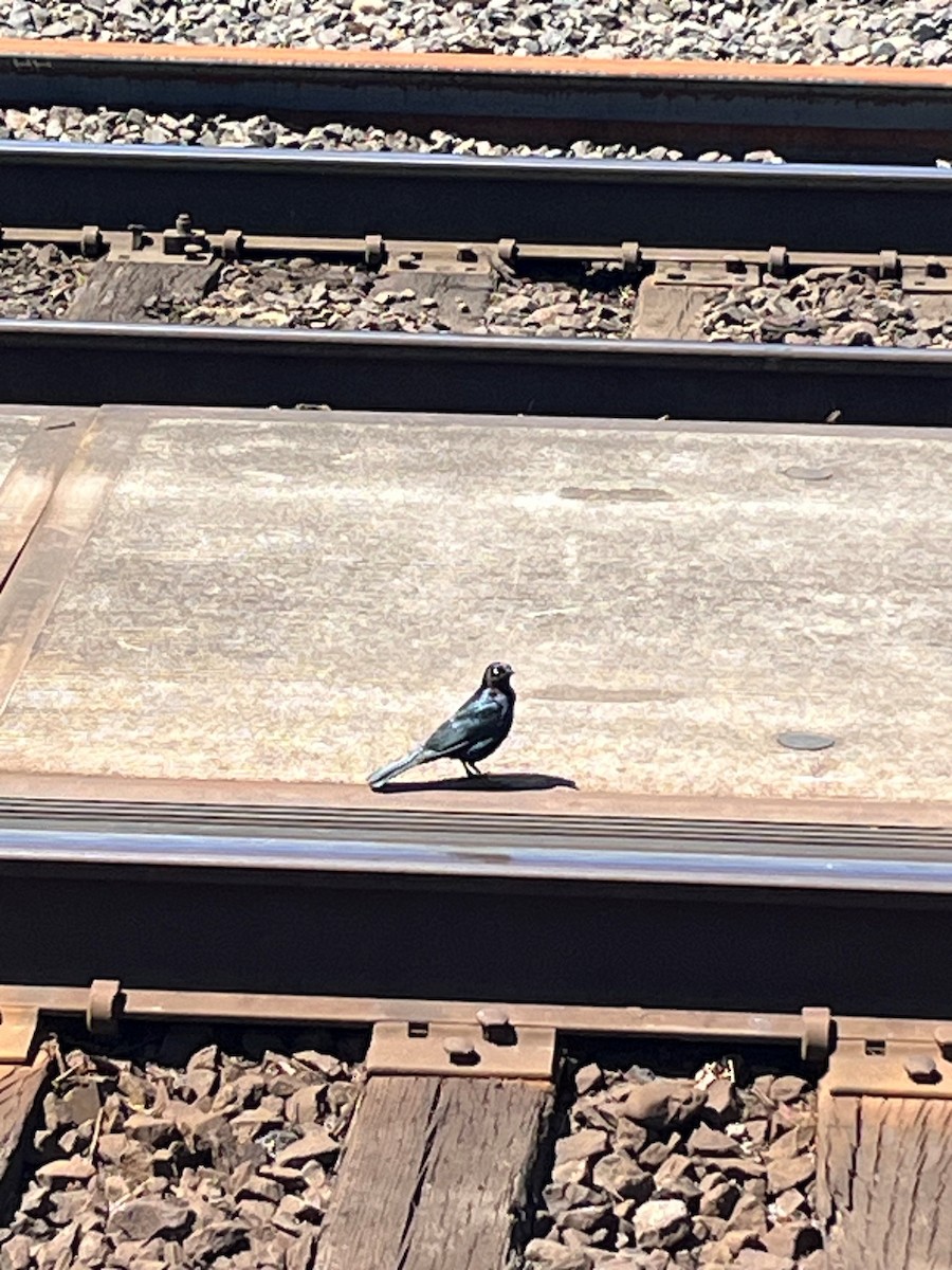 Brewer's Blackbird - TJ Lehman