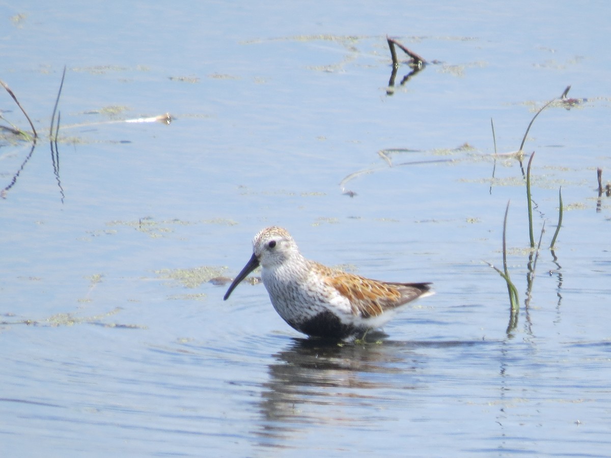 Dunlin - Ethan Maynard