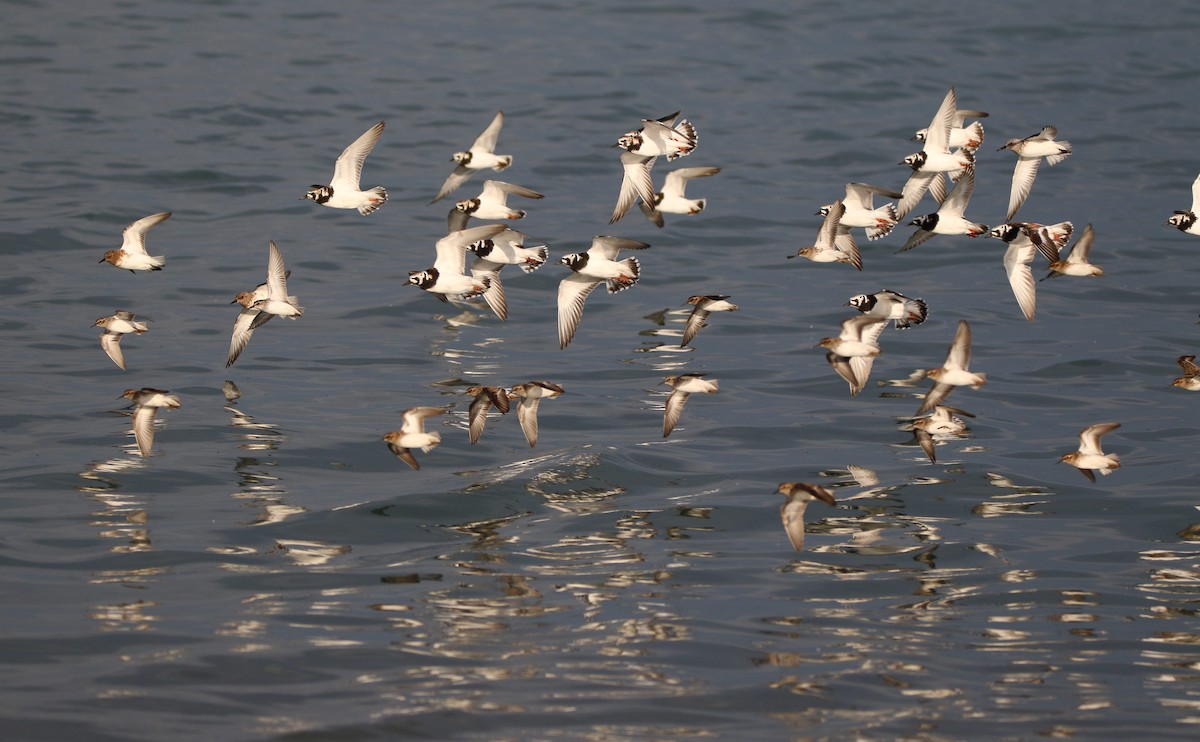 Ruddy Turnstone - ML619064027