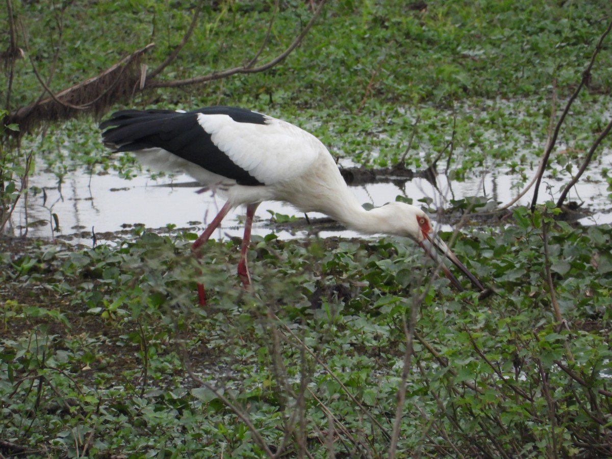 Maguari Stork - ML619064050